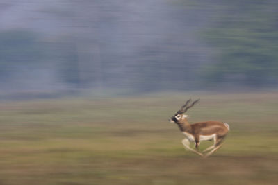 View of deer on field