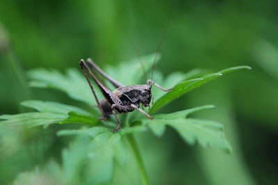 Close-up of insect on leaf