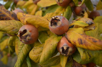 Close-up of medlar fruit growing on tree