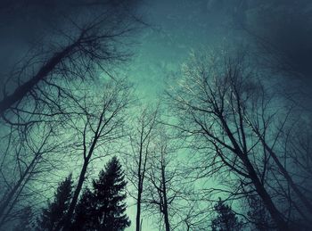 Low angle view of bare trees against sky