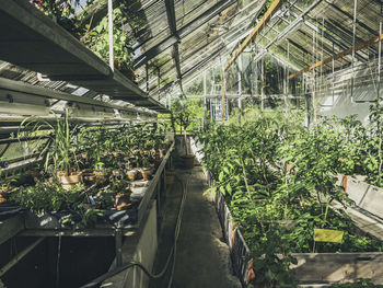 Plants in greenhouse