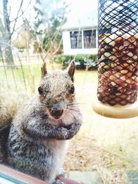 Close-up of squirrel