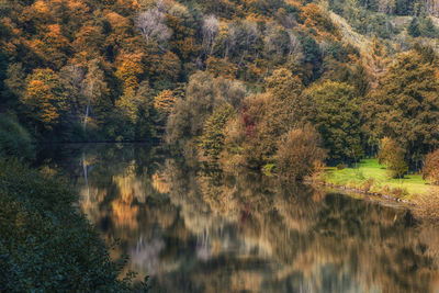 Trees by lake in forest during autumn