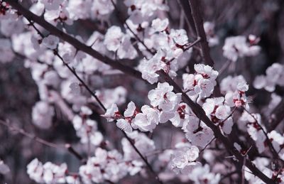 Pink flowers blooming on tree