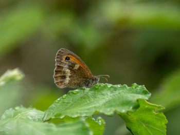 Close-up of butterfly on leaf