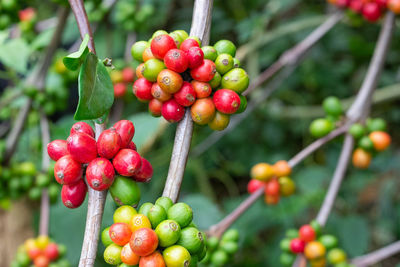 Close-up of cherries growing on plant