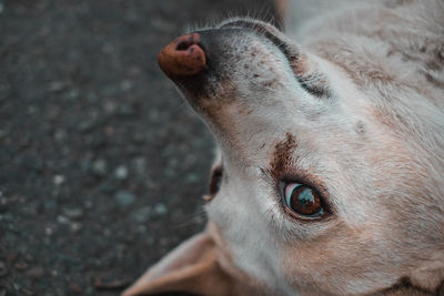 Close-up of a dog looking away