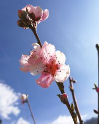 Low angle view of cherry blossoms against sky