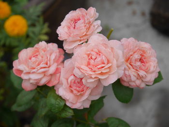 Close-up of pink roses