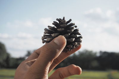 Close-up of hand holding plant against sky