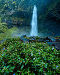 Scenic view of waterfall in forest