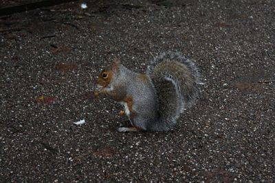 High angle view of squirrel eating