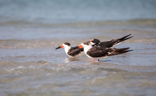 Flock of black skimmer terns rynchops niger on the beach at clam pass in naples, florida