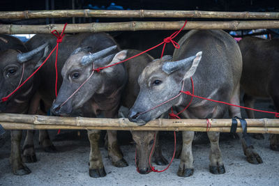 Close-up of cow