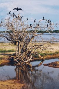 Bird on a lake