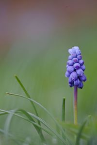 Close-up of purple flowering plant