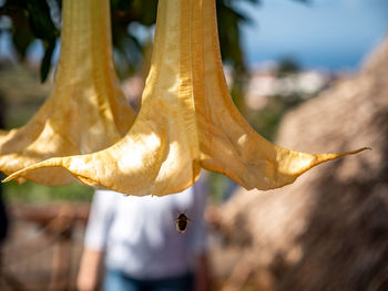 Close-up of yellow leaf hanging on tree