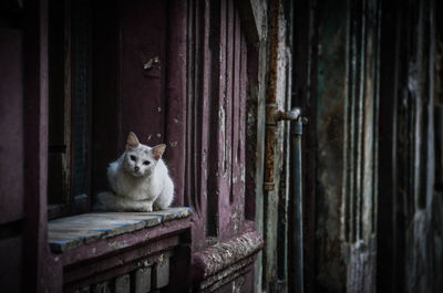 Cat sitting on window sill