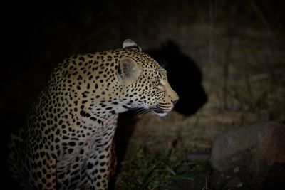 Leopard in the wild at night