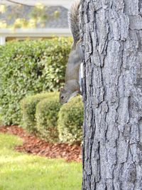 Close-up of squirrel on tree trunk