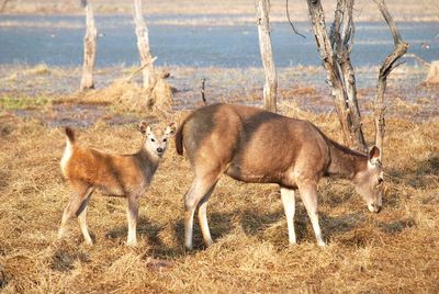 Side view of two horses on land