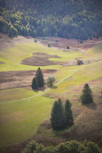 High angle view of trees on land