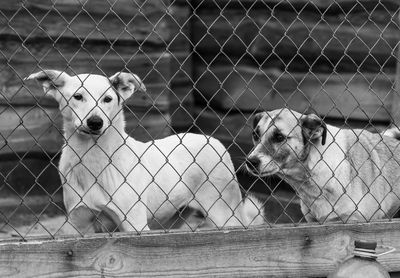 View of cat seen through fence