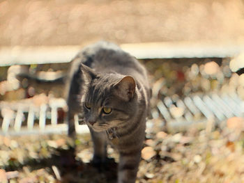 Close-up portrait of a cat looking away