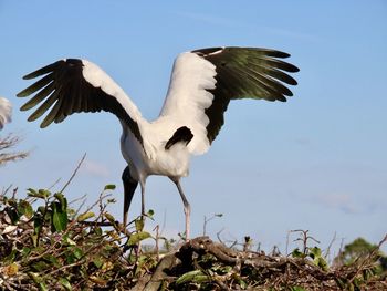 Wood stork landing wings wide open clear blue sky birdwatching birds of eyeem beauty in nature