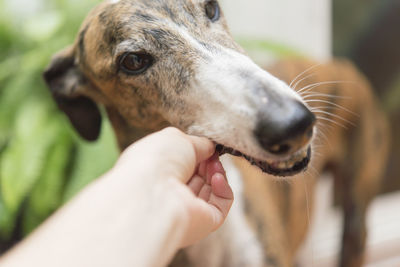 Close-up of a dog