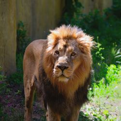 Close-up portrait of lion