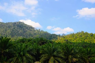 Scenic view of palm trees against sky