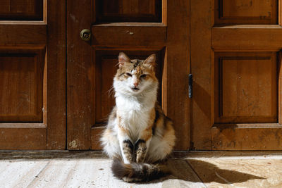 Portrait of cat sitting against closed door