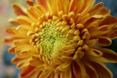 Macro shot of yellow flower