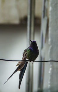 Close-up of bird perching on railing