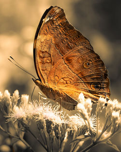Close-up of butterfly on flower