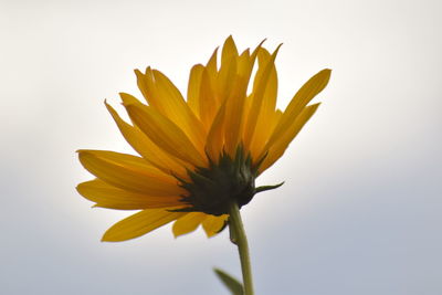 Close-up of yellow flower against white background