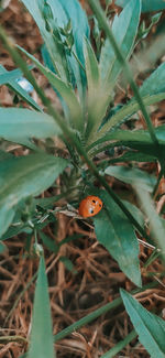 Close-up of ladybug on plant