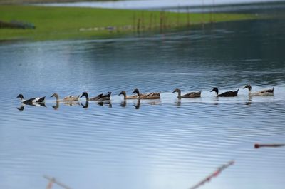 Flock of birds on lake