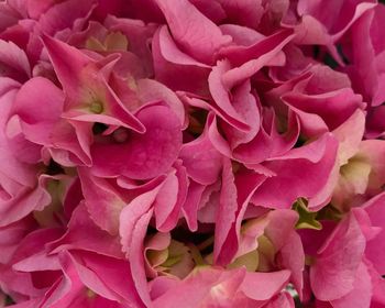 Close-up of pink flowers