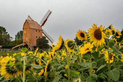 Yellow flowering plants on field against sky