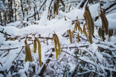 Close-up of snow covered plants on land