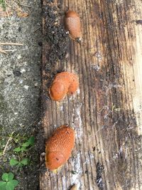 Close-up of fungus on tree trunk
