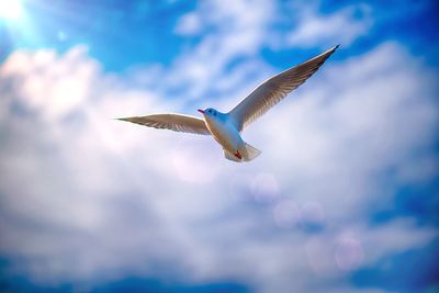 Low angle view of white seagull flying against cloudy sky during sunny day