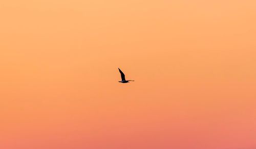 Silhouette bird flying against sky during sunset