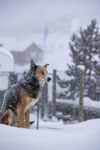 Dog on snow covered land