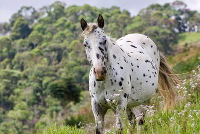 Horse standing in a field