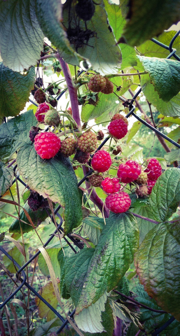 fruit, healthy eating, food and drink, growth, food, plant, plant part, tree, leaf, freshness, green color, wellbeing, day, no people, berry fruit, close-up, nature, branch, red, focus on foreground, outdoors, ripe, lychee