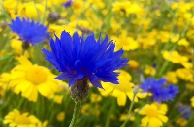 Close-up of purple flowers blooming in field