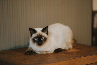 Portrait of kitten on floor